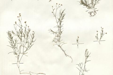 Moehringia muscosa L. -  RO-HSepv 14001 photo