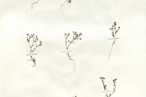 Arenaria obtusiflora G. Kuntze subsp. ciliaris (Loscos) Font Quer -  RO-HSepv 14954 photo