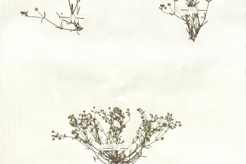 Arenaria obtusiflora G. Kuntze subsp. ciliaris (Loscos) Font Quer -  RO-HSepv 16854 photo