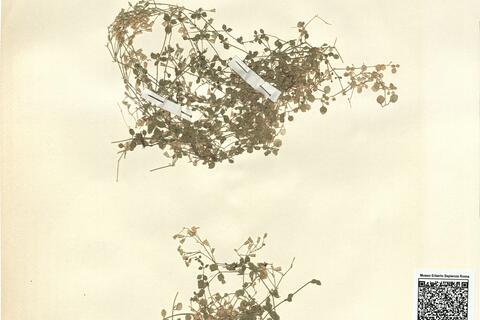 Arenaria orbicularis Vis.  -  RO-HSepv 12090 photo