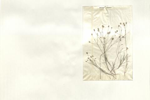 Minuartia picta (Sm.) Bornm. -  RO-HSepv 13998 photo