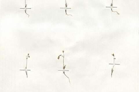 Minuartia picta (Sm.) Bornm. -  RO-HSepv 18934 photo