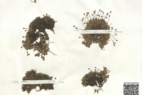 Minuartia recurva (All.) Schinz & Thell. subsp. juressi (Willd. ex Schlecht.) Mattf. -  RO-HSepv 16867 photo