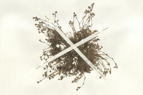 Minuartia recurva (All.) Schinz & Thell. subsp. recurva -  RO-HSepv 13999 photo