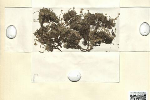 Minuartia recurva (All.) Schinz & Thell. var. bigerrensis (Pau) Rivas-Martínez -  RO-HSepv 11187 photo