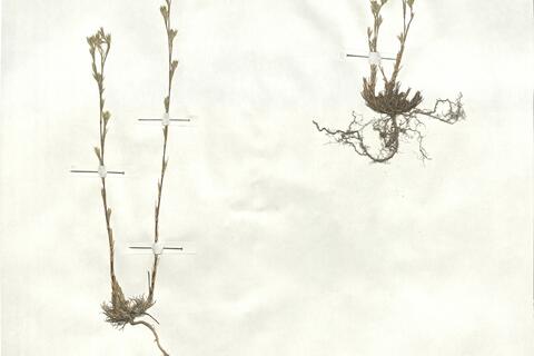 Minuartia rubra (Scop.) McNeill -  RO-HSepv 17880 photo