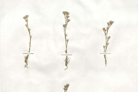 Minuartia rubra (Scop.) McNeill -  RO-HSepv 18935 photo