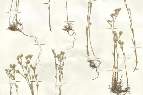 Minuartia rubra (Scop.) McNeill subsp. rubra -  RO-HSepv 15969 photo