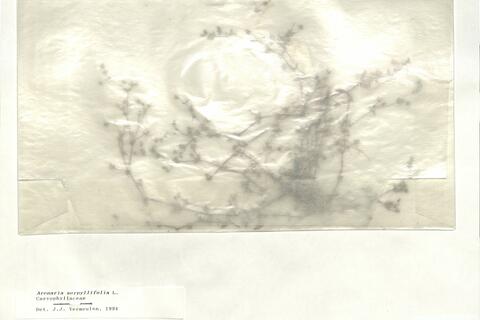 Arenaria serpyllifolia L. -  RO-HSepv 16855 photo