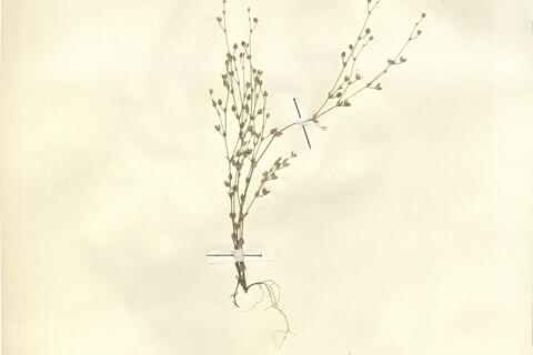 Arenaria serpyllifolia L. subsp. glutinosa Arcang. -  RO-HSepv 12092 photo