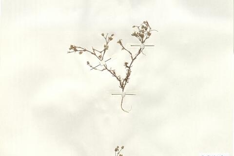 Arenaria souliei Romo -  RO-HSepv 13975 photo