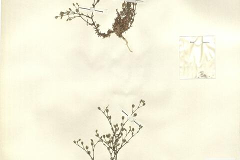 Arenaria souliei Romo, nom. nov.  -  RO-HSepv 12989 photo