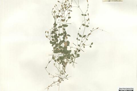 Arenaria speluncarum Mc Neill -  RO-HSepv 13976 photo