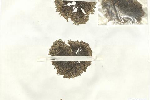 Arenaria tetraquetra L. subsp. amabilis (Bory) H. Lindb. f.  -  RO-HSepv 16856 photo