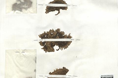 Arenaria tetraquetra L. subsp. amabilis (Bory) H. Lindb. f.  -  RO-HSepv 18907 photo