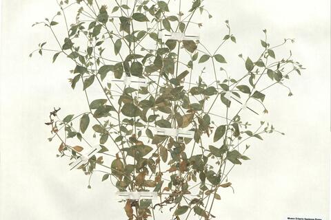 Moehringia trinervia (L.) Clairv.  -  RO-HSepv 16869 photo