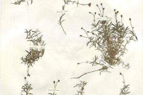 Arenaria valentina Boiss. -  RO-HSepv 14958 photo