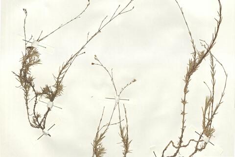 Minuartia valentina (Pau) Senn. -  RO-HSepv 14976 photo