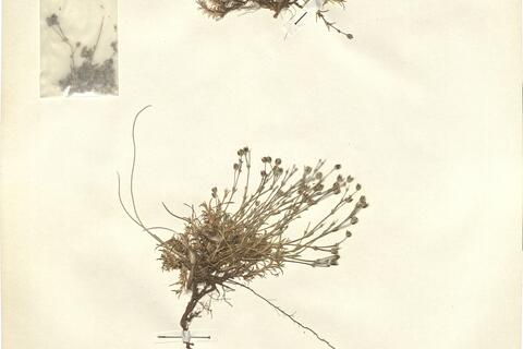 Minuartia verna (L.) Hiern subsp. kabylica (Pomel) Maire & Weiller var. brachypetala (Ball) Maire subvar. brachypetala -  RO-HSepv 12116 - immagine 2
