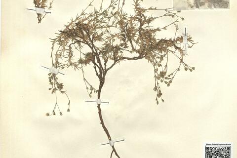 Minuartia verna (L.) Hiern subsp. kabylica (Pomel) Maire & Weiller var. brachypetala (Ball) Maire subvar. brachypetala -  RO-HSepv 12116 photo