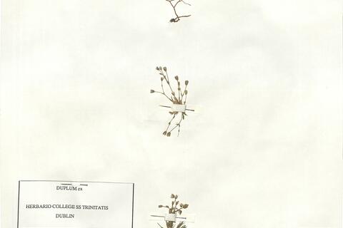 Minuartia verna (L.) Hiern subsp. verna -  RO-HSepv 16868 photo