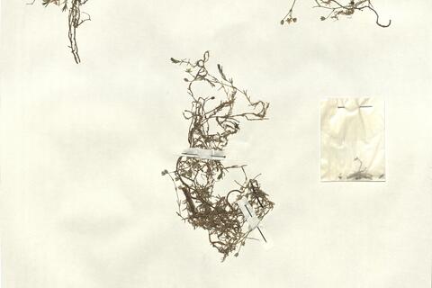 Minuartia verna (L.) Hiern subsp. verna  -  RO-HSepv 13012 photo