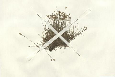 Minuartia verna (L.) Hiern subsp. verna var. hercynica (Willk.) Friedr. -  RO-HSepv 13013 photo