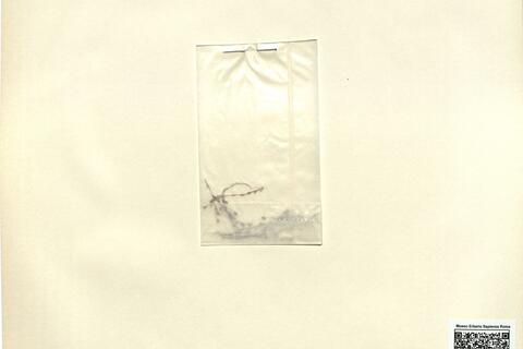 Minuartia viscosa (Schreb.) Schinz & Thell. -  RO-HSepv 12117 photo