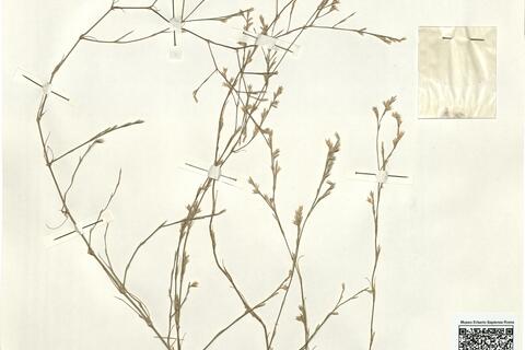 Bufonia paniculata Dubois -  RO-HSepv 13977 photo