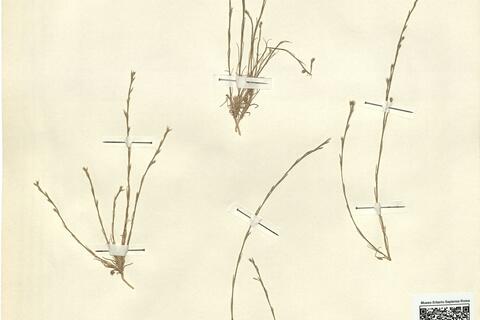 Bufonia tenuifolia L. -  RO-HSepv 12093 photo