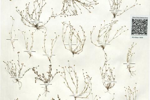 Sagina apetala Ard. subsp. apetala -  RO-HSepv 18939 photo