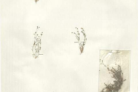 Sagina apetala Ard. subsp. erecta (Hornem.) F. Herm. -  RO-HSepv 15975 photo