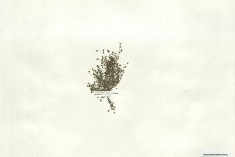 Sagina apetala Ard. subsp. erecta (Hornem.) F. Herm. -  RO-HSepv 17885 photo