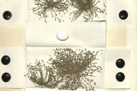 Sagina apetala Ard. subsp. erecta (Hornem.) F. Herm.
 -  RO-HSepv 11192 photo