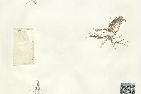 Sagina apetala Ard. subsp. erecta (Hornem.) F. Herm.
 -  RO-HSepv 14981 photo