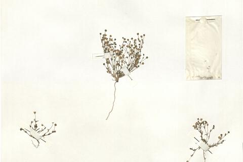 Sagina maritima G. Don  -  RO-HSepv 14982 photo