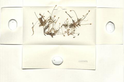 Sagina nevadensis Boiss. & Reut. -  RO-HSepv 14005 photo