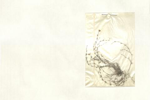 Sagina nodosa (L.) Fenzl -  RO-HSepv 13020 photo