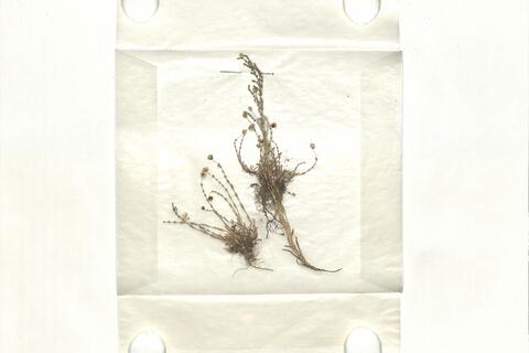 Sagina nodosa (L.) Fenzl -  RO-HSepv 16871 photo