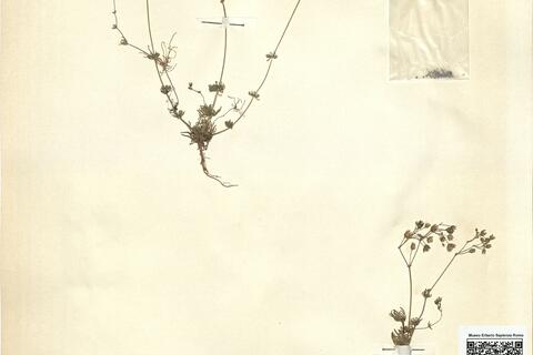 Spergula arvensis L.  -  RO-HSepv 11214 photo