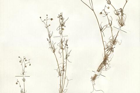 Spergula arvensis L. var. arvensis  -  RO-HSepv 14021 photo