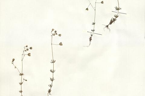 Spergula morisonii Boreau -  RO-HSepv 14022 photo