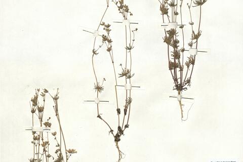 Spergula morisonii Boreau -  RO-HSepv 16892 photo