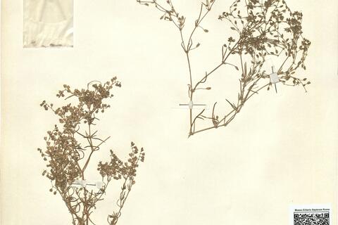 Spergularia bocconei (Scheele) Graebn. -  RO-HSepv 11215 photo