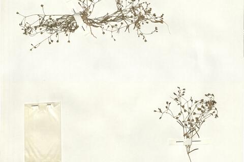 Spergularia diandra (Guss.) Boiss. -  RO-HSepv 14023 photo