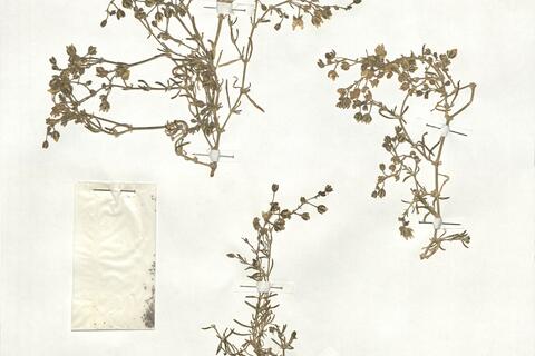 Spergularia marina (L.) Bess. -  RO-HSepv 18951 photo