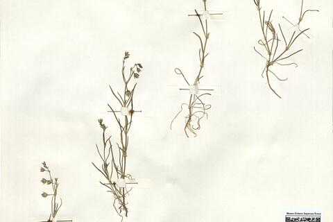 Spergularia marina (L.) Besser -  RO-HSepv 14999 photo