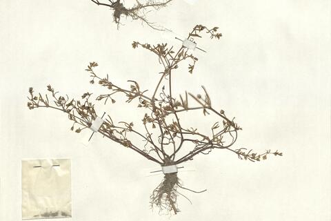 Spergularia marina (L.) Griseb. -  RO-HSepv 13043 photo