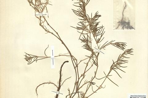 Spergularia maritima (All.) Chiov.  -  RO-HSepv 11216 photo