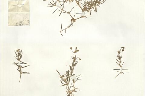 Spergularia rupicola Lebel ex Le Jolis -  RO-HSepv 15000 photo